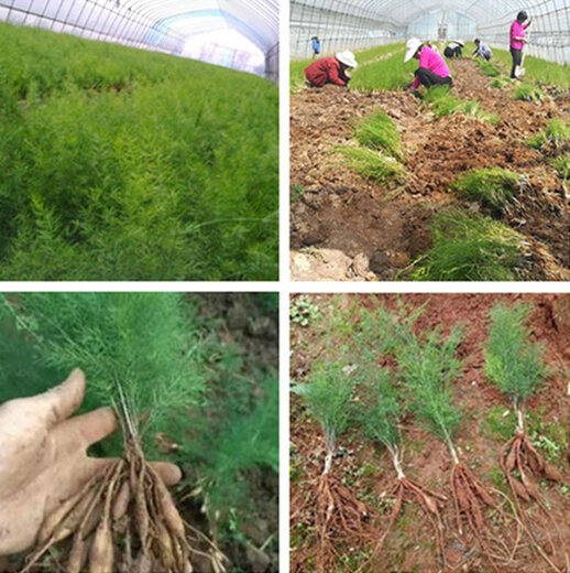 随州天冬种苗种植基地,天冬种植